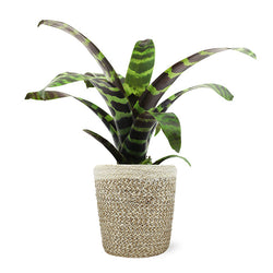 Zebra Plant in Decorative Pot