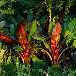 Red Abyssinian Banana Tree