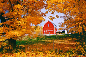 All Maple Trees image