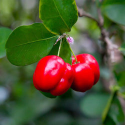 Barbados 'Acerola' Cherry