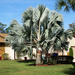 Bismarck Palm Tree
