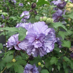 Blueberry Smoothie™ Rose of Sharon Althea Tree