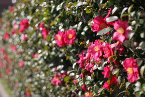 Camellias image