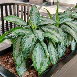 Green Chinese Evergreen Plant