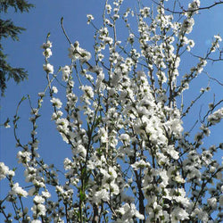 Corinthian White Double Flowering Peach Tree