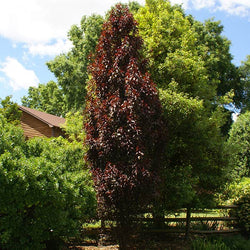 Crimson Pointe™ Purple Leaf Plum Tree