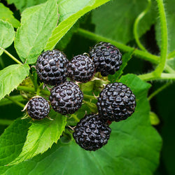 Cumberland Black Raspberry