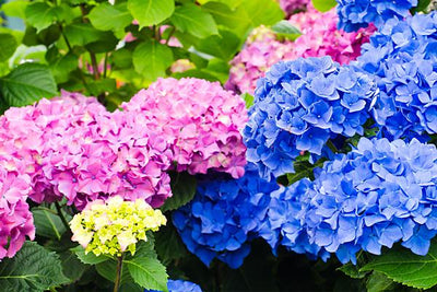 Shop Our Endless Summer® Hydrangeas Collection
