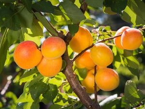 Apricot Trees image
