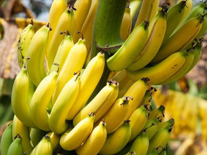 Banana Trees image
