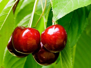 Cherry Trees image