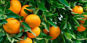 Citrus Trees image