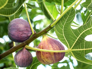 Fig Trees image
