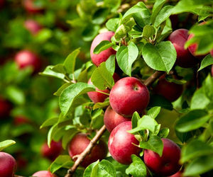 Heirloom Apple Trees image