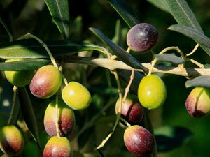Olive Trees image