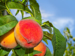 Peach Trees image