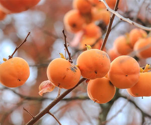 Persimmon Trees image