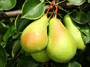 Pear Trees image