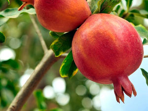 Pomegranate Trees image
