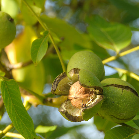 Nut tree