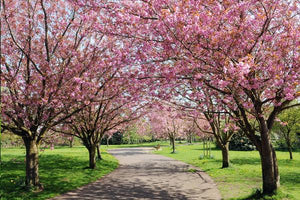 Flowering Cherry Trees image