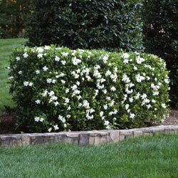 Four Seasons Gardenia Shrub