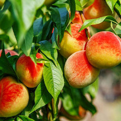 Frost Proof Peach