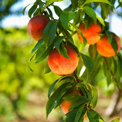 Harvester Peach Tree