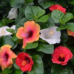 Bloom Bash® Hollywood® Hibiscus