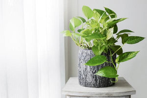 Air Purifying House Plants image