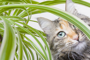 Pet Friendly House Plants image