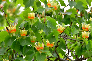 Poplar Trees image