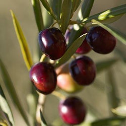 Italian Olive Tree