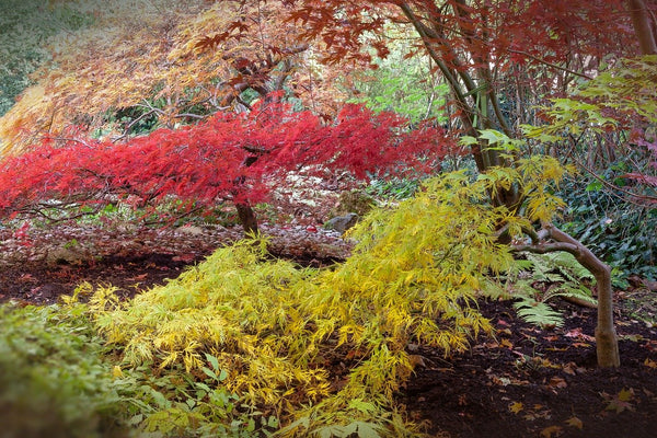 Plant Care 101: Bloodgood Japanese Maple