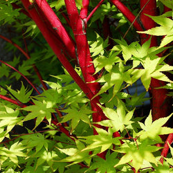 Coral Bark Japanese Maple Tree