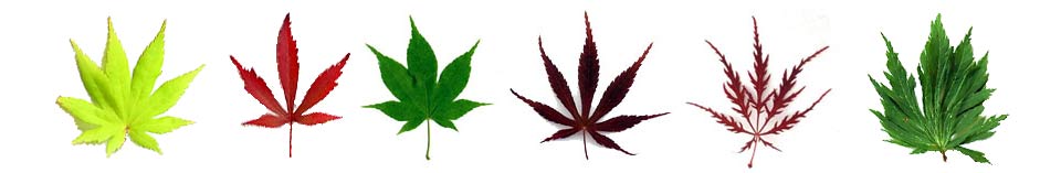 Japanese Maple Leaf Examples