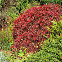 Red Select Japanese Maple Tree