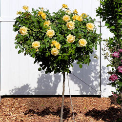 Julia Child Rose Tree