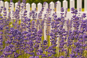 Lavender Plants image