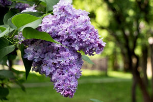 Lilac Trees image