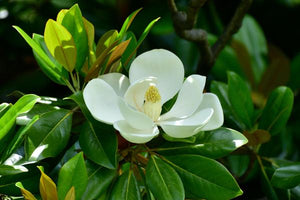 Magnolia Trees image