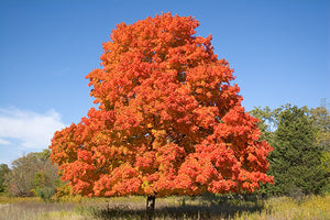 Maple Trees Larger than 20 Feet Tall image