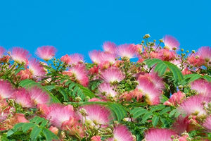 Mimosa Trees image