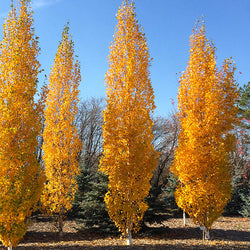 Parkland Pillar® Birch Tree