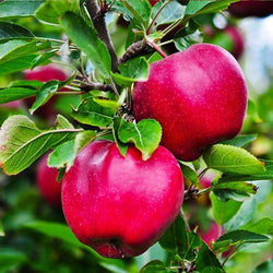 Pink Lady® Apple Tree