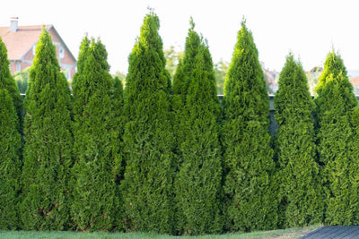 Shop Our Popular Thuja Trees