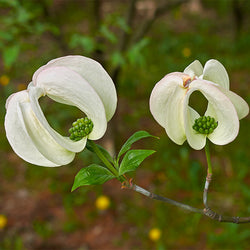 Mexican Flowering Dogwood Tree