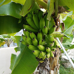 Puerto Rican Plantain Banana Tree
