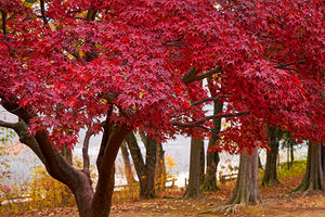 Maple Trees with Red or Orange Fall Color image