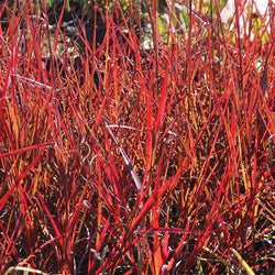Red October Big Bluestem Grass